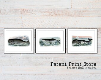 Vintage Whale Illustration Prints, Coastal Nautical Wall Art