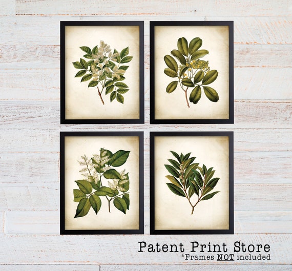 Green Tree Leaves Print Set of 4. Antique Botanical Green Tree Leaf Art Prints. Botanical Art. Botanical Prints. Leaves Art. Tree Art Prints