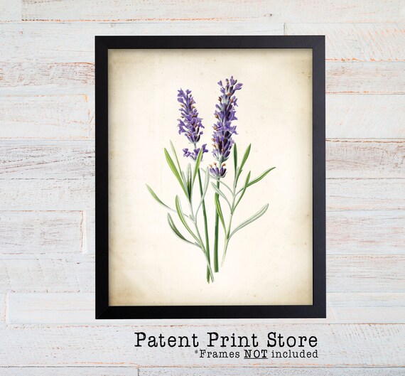 Vintage Watercolor Lavender Print. Botanical Print. Art Print. Lavender Art. Antique Botanical Prints. Wall Art. Farmhouse Decor. Herb Art.