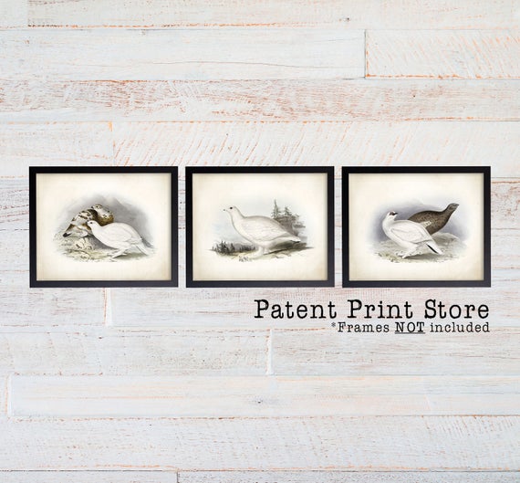 Antique Ptarmigan Bird Print Set. Bird Prints. Living Room Wall Art. Living Room Wall Decor. Bird Prints. Bedroom Wall Art. Bird Decor. 161