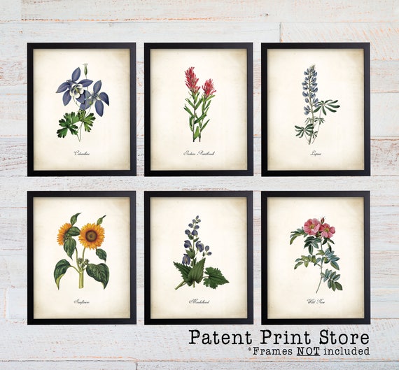 Colorado Wildflower Botanical Art Prints. Botanical Print. Wildflower Print. Poster. Botanical Illustration. Botanical Art. Farmhouse. 229