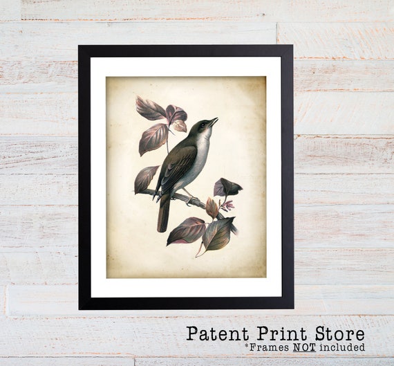 Nightingale Art Print. Nightingale Poster. Vintage Nightingale Illustration. Nightingale Illustration.Bird Art. Bird Wall Art. 104