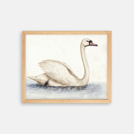 Swan Art Print. Swan Print. Vintage Bird Print. Bird Wall Decor. Bird Art. Farmhouse Decor. Farmhouse Print. Bird Decor. Swan Nursery Art