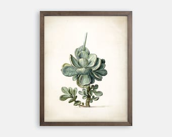 Succulent Art Print, Succulent Art. Succulent Wall Art. Succulent Print.  Vintage Botanical Art Prints. Farmhouse Art Print. Succulent Gift.