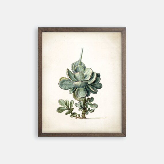 Succulent Art Print, Succulent Art. Succulent Wall Art. Succulent Print.  Vintage Botanical Art Prints. Farmhouse Art Print. Succulent Gift.