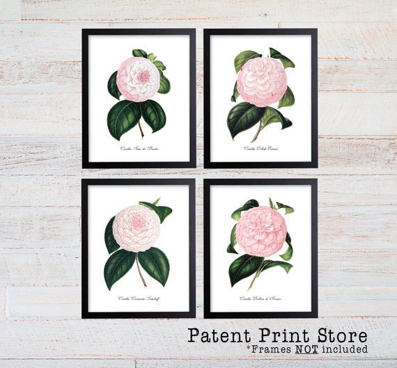 Camellia Print Set. Botanical Print Set. Botanical Art. Botanical Prints. Botanical Illustration. Pink Botanical Prints. Farmhouse Prints.