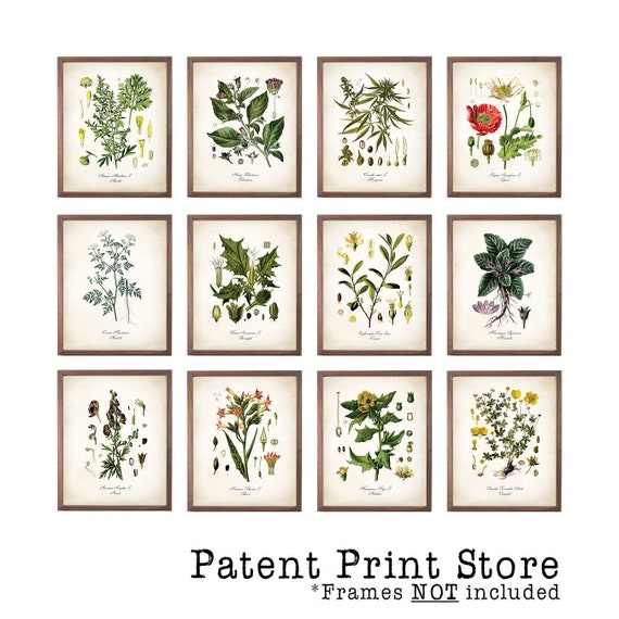 Medicinal Plant Art Set of 12. Drug Plants. Medicinal Drug Print Set. Botanical Art. Medicinal Decor. Botanical Prints. Botanical Decor.