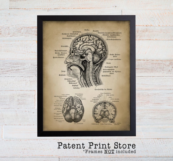 Brain Anatomy Print. Johannes Ranke Brain. Head and Brain Anatomy Art Poster. Neuroscience. Neuroanatomy. Physiology. Medical Student Gift.