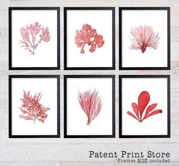 Red Sea Coral Print Set, Coral Art Set, Giclee Art Print, Beach House Art, Coastal Art, Prints and Posters, Coral Print, Illustration. 242
