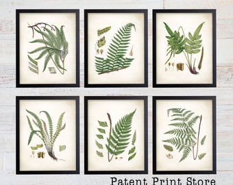 Vintage Ferns Prints. Botanical Print. Art Print. Fern Prints. Antique Botanical Prints. Wall Art. Farmhouse Decor. Dining Room Art. 143