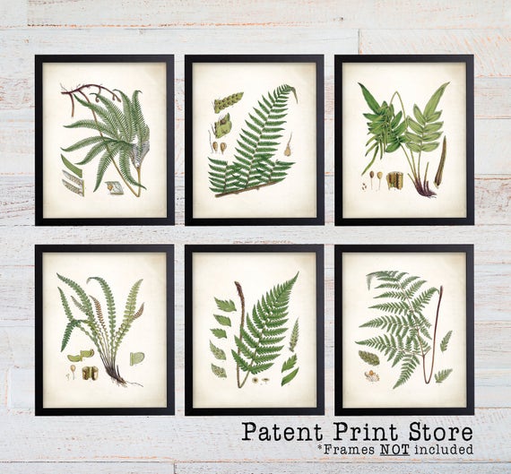Vintage Ferns Prints. Botanical Print. Art Print. Fern Prints. Antique Botanical Prints. Wall Art. Farmhouse Decor. Dining Room Art. 143