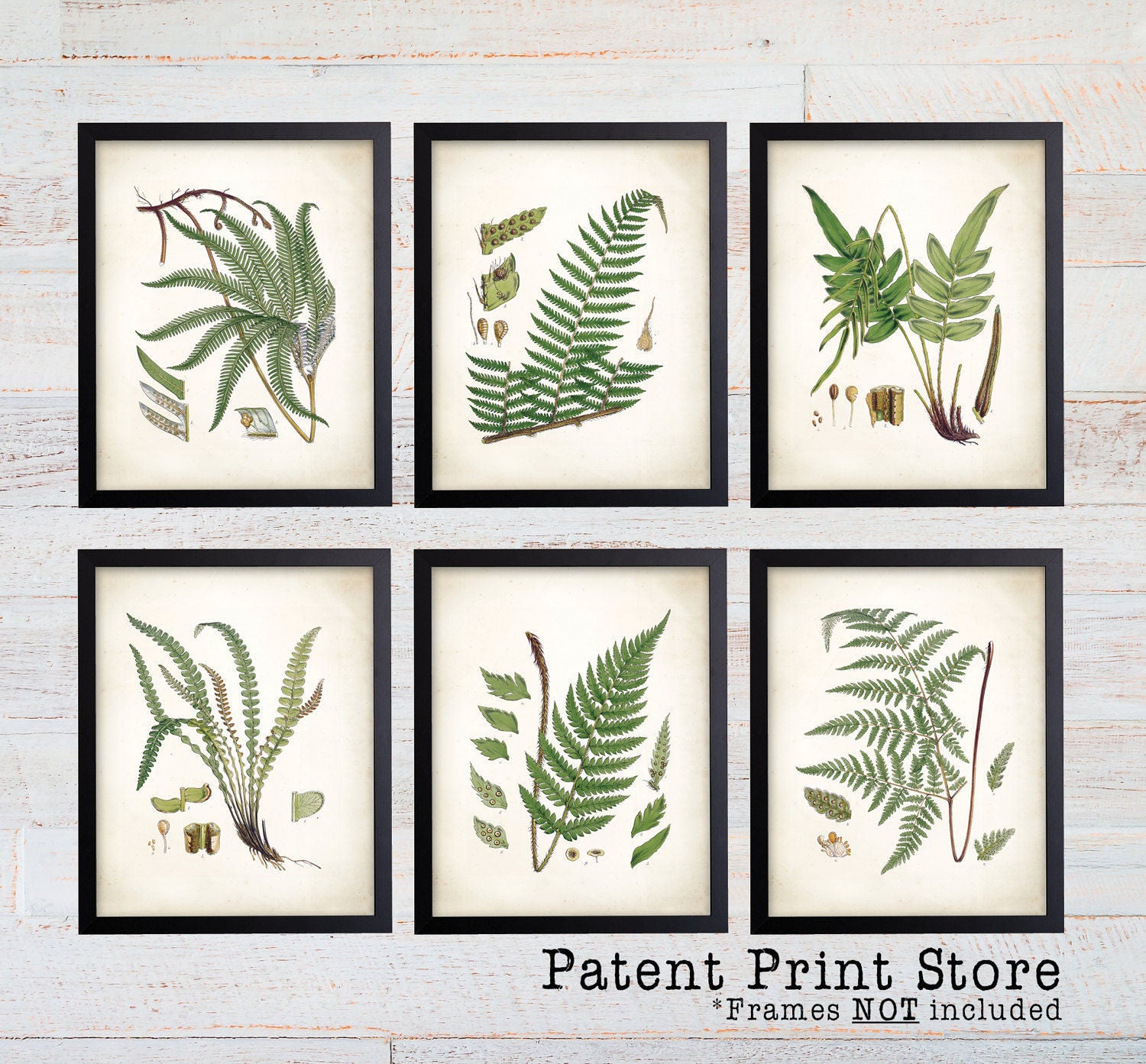 Vintage Ferns Prints Botanical Print Art Print Fern Prints Etsy