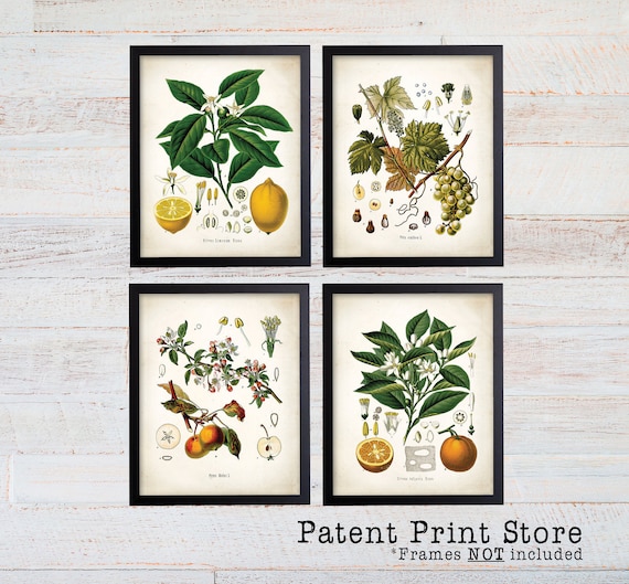 Fruit Botanical Art Prints. Fruit Print. Fruit Wall Art. Botanical Print. Botanical Illustration. Botanical Wall Art. Farmhouse Decor. (123)