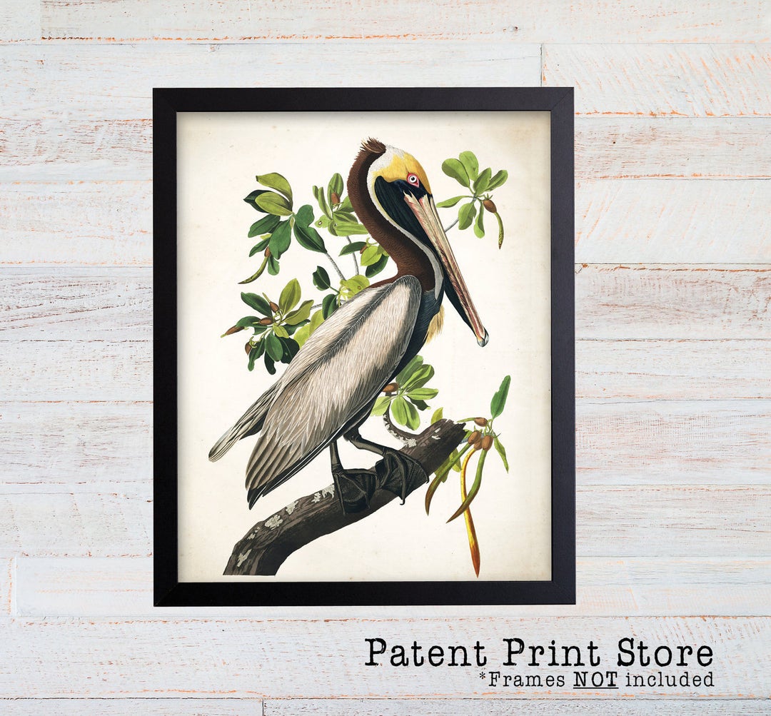 Vintage James Audubon Great Brown Pelican Art Print. Bird Prints ...