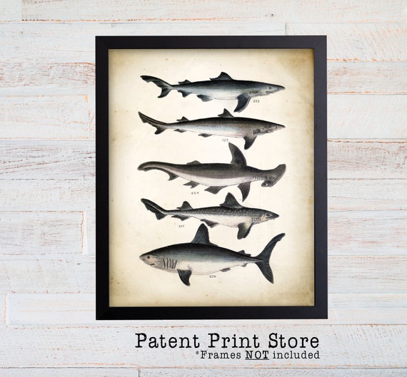 Vintage Shark Poster, Shark Print, Shark Species, Nautical Decor, Nautical Art Prints, Shark Nursery Decor, Shark Nursery Poster. 115