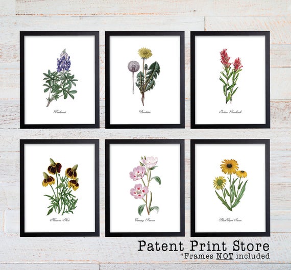 images Texas Wildflower Wall Art texas wildflower botanical art prints botanical print wildflower print botanical poster botanical illustration botanical art farmhouse
