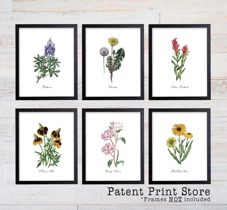 Texas Wildflower Botanical Art Prints. Botanical Print. Wildflower Print. Botanical poster. Botanical Illustration. Botanical Art. Farmhouse image 2