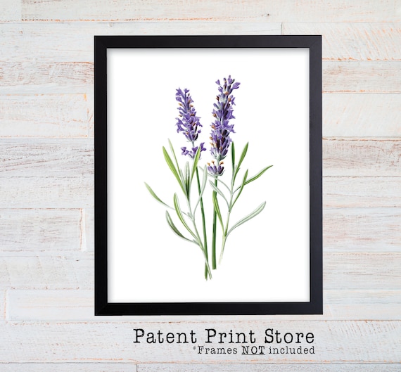 Vintage Watercolor Lavender Print. Botanical Print. Art Print. Lavender Art. Antique Botanical Prints. Wall Art. Farmhouse Decor. Herb Art.