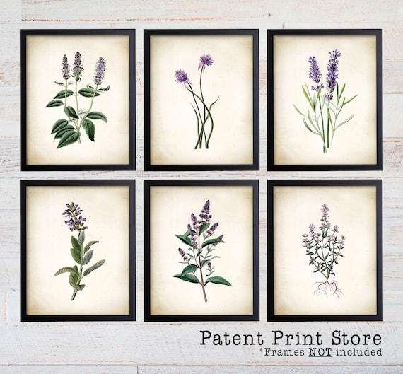Purple Herb Botanical Art Prints. Herb Prints. Herb Wall Art. Botanical Print. Kitchen Prints. Dining. Botanical Wall Art. Farmhouse Decor.