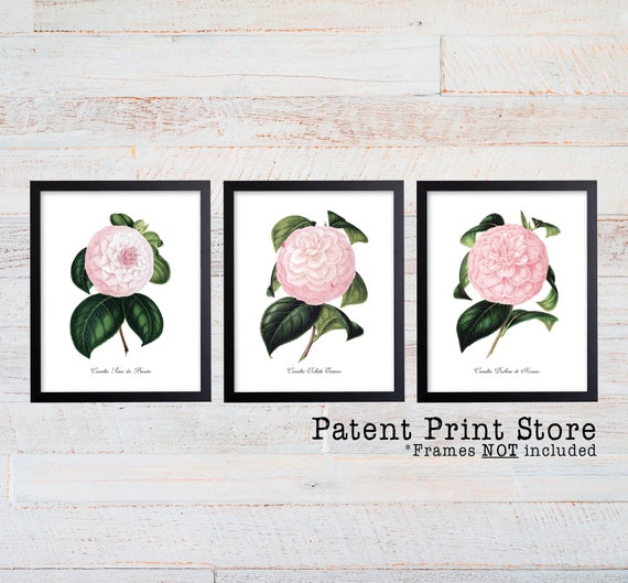 Camellia Print Set. Pink Botanical Art Prints. Pink Flower Prints. Flower Wall Art. Botanical Prints. Vintage. Botanical Art. Farmhouse Art.