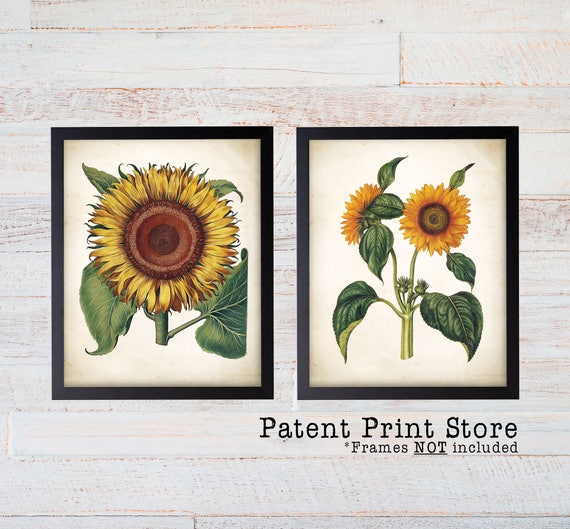 Antique Sunflower Print Set. Botanical Print. Botanical. Botanical Art. Wall Art. Sunflower. Vintage Botanical. Sunflower Prints. 250