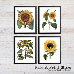 Sunflower Botanical Art Prints. Sunflower Decor. Botanical Print. Botanical poster. Botanical Illustration. Botanical Art. Farmhouse. 211 image 2