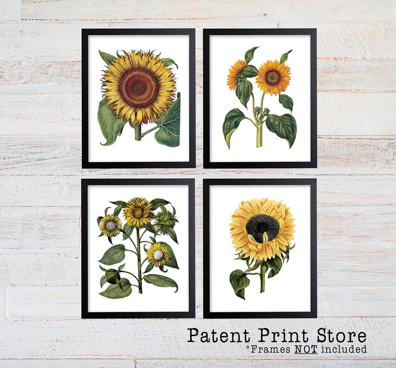 Sunflower Botanical Art Prints. Sunflower Decor. Botanical Print. Botanical poster. Botanical Illustration. Botanical Art. Farmhouse. 211 image 2