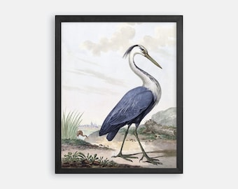 Op de afbeelding: Een vintage illustratie van een blauwe reiger die op een grasachtige oever staat met een kleine vogel op de achtergrond. De reiger heeft een lange nek en snavel, en zijn veren zijn een mix van blauw, grijs en wit.