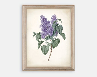 Vintage Watercolor Lilac Print. Botanical Print. Art Print. Purple Art. Antique Botanical Prints. Wall Art. Farmhouse Decor. Farmhouse Art.