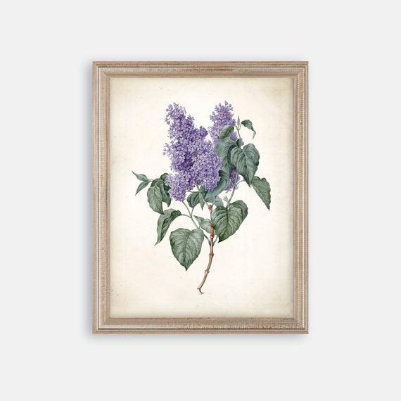 Vintage Watercolor Lilac Print. Botanical Print. Art Print. Purple Art. Antique Botanical Prints. Wall Art. Farmhouse Decor. Farmhouse Art.