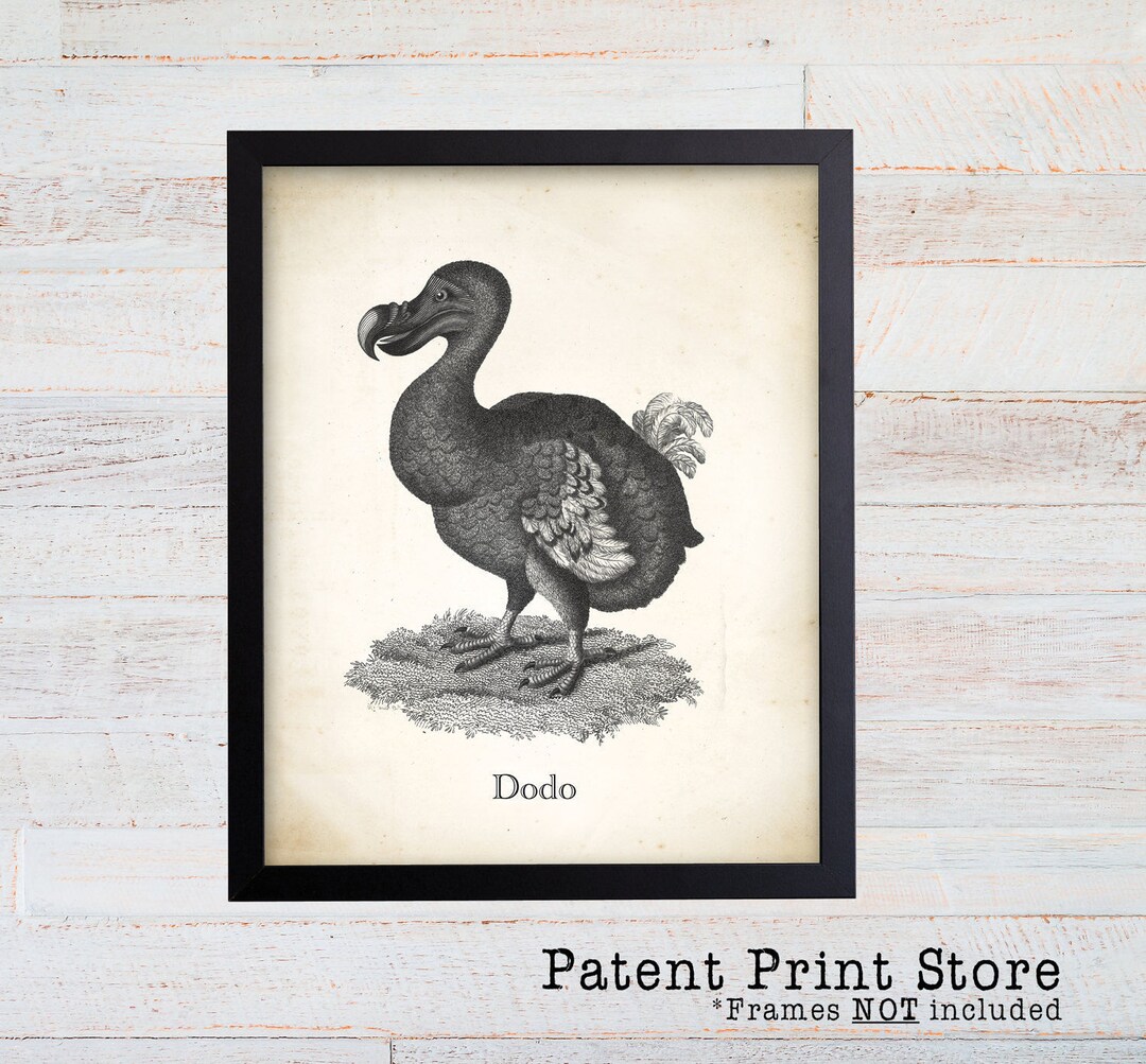 Vintage Dodo Bird Print. Bird Prints. Antique Bird Prints. Dining Room ...