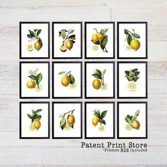 Lemon Botanical Art Prints. Lemon Prints. Flower Wall Art. Botanical Print. Kitchen Art Prints. Dining. Botanical Wall Art. Farmhouse. 226