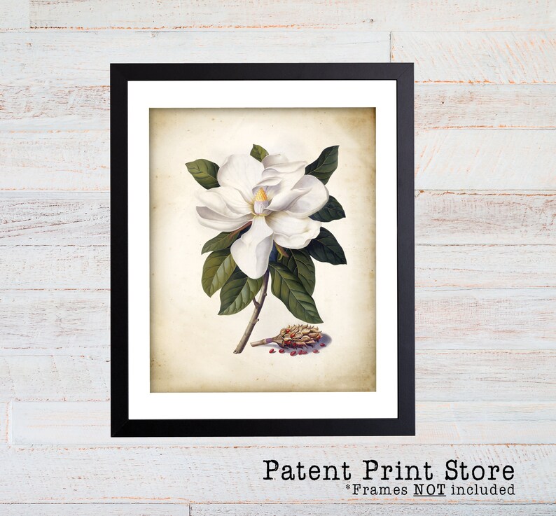 Antique Magnolia Botanical Art Print, Farmhouse Wall Decor - Etsy