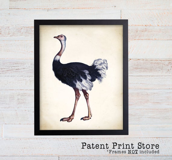 Vintage Ostrich Art Print. Bird Prints. Bird Painting. Bird Art. Bird Artwork. Bird Art Print. Bird Decor. Ostrich Decor. Ostrich Print.