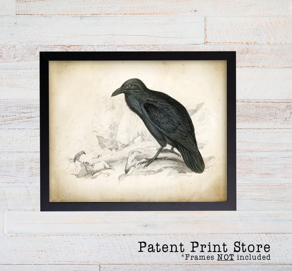 Raven Art Print. Raven Poster. Vintage Raven Illustration. Raven Illustration. Raven Bird. Bird Art. Black Raven Bird. Oddities Art. 102