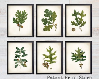 Op de afbeelding: Set van zes botanische prints met illustraties van eikenbladeren en eikels. De prints zijn ingelijst in zwarte lijsten en hebben een witte achtergrond.