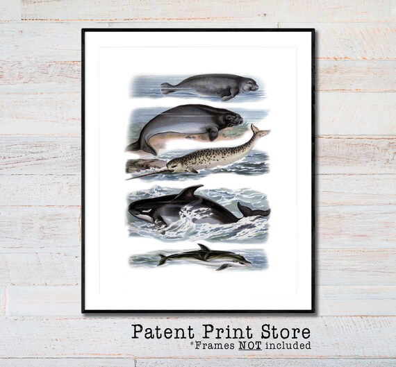 Whale Print. Whale Species. Nautical Art. Coastal Decor. Coastal Prints. Seaside Wall Art. Beach House Wall Decor. Ocean Decor. Whale Art.