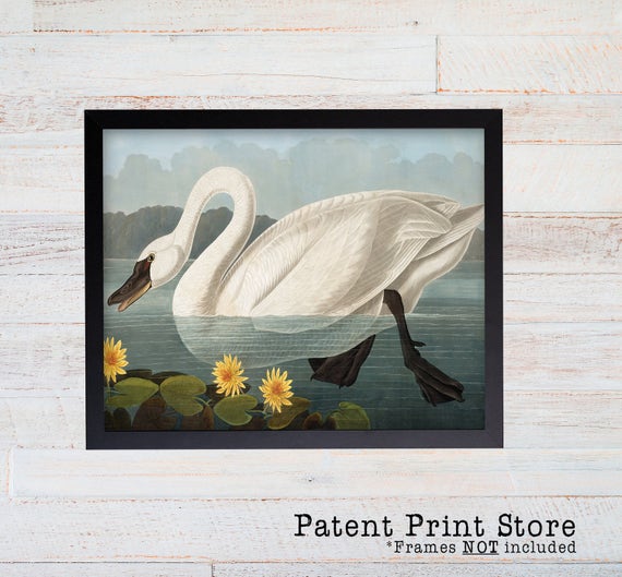 James Audubon American Swan Art Print. Bird Print. Audubon Prints. Bedroom Art. Bird Artwork. Bird Print. Bird Art Print. Living Room.