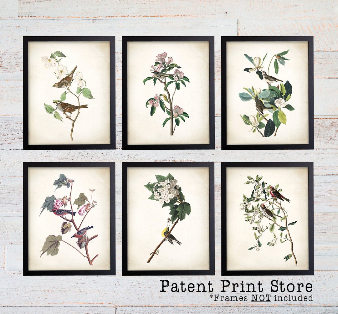 Vintage Audubon Bird Prints, Set of 6, Botanical Wall Art - Etsy