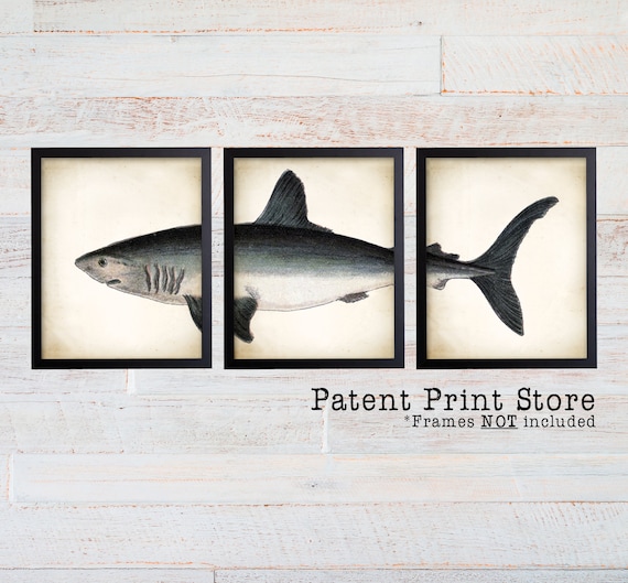 Great White Shark Art Poster Set of 3. Shark Art Print. Great White Shark Poster. Bathroom Wall Art. Marine Biology. Beach House. Coastal.