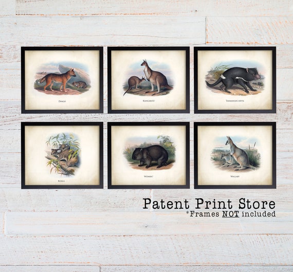 Vintage Australian Animal Print Set. Natural History Art. Natural History Prints. Australia Art. Kangaroo. Koala. Wombat. Mammal Art. 251
