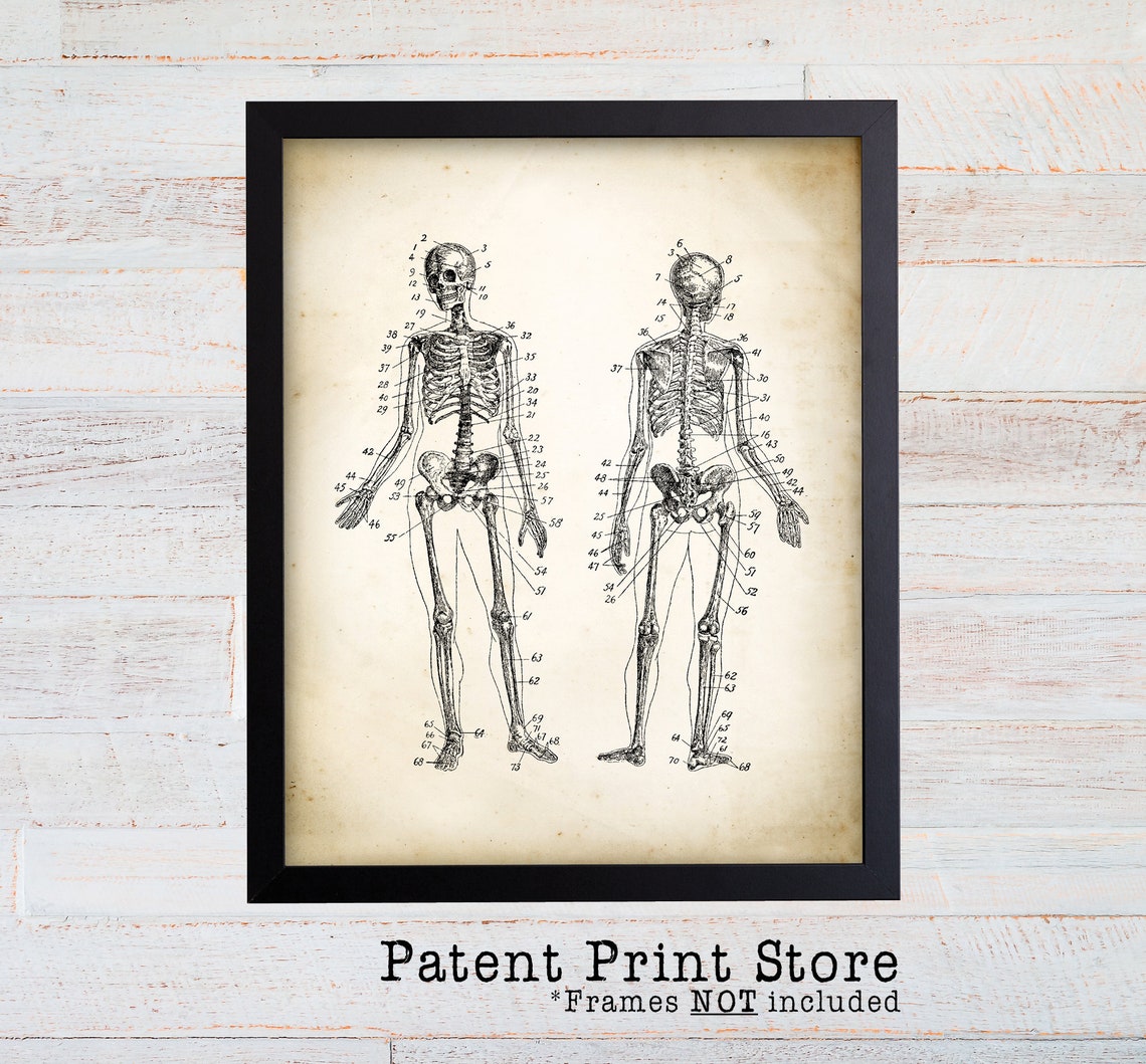 Vintage Human Skeleton Art Print. Anatomy Art Print. Science ...