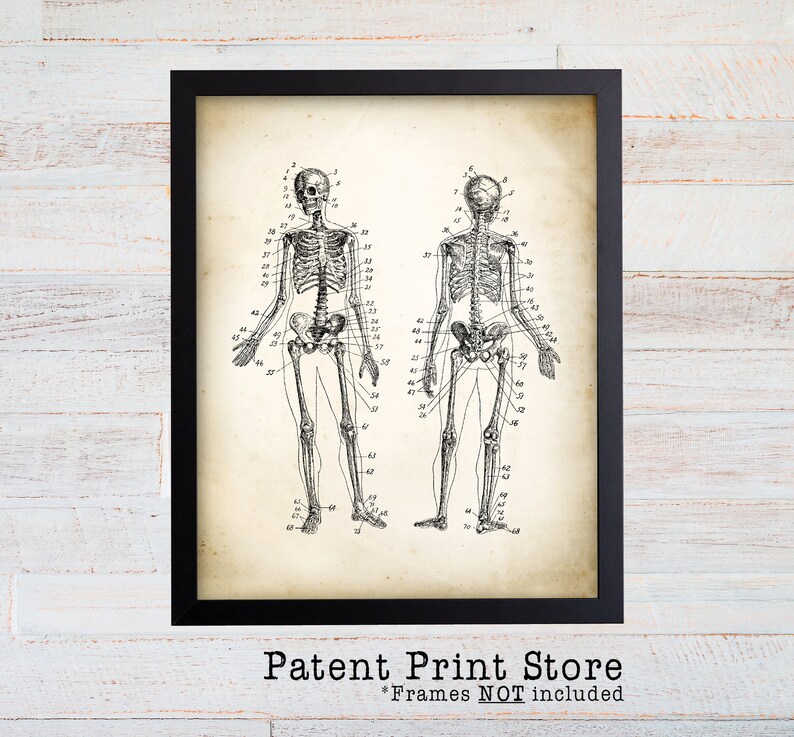 Vintage Human Skeleton Art Print. Anatomy Art Print. Science - Etsy