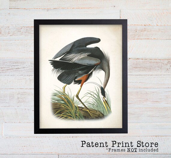 Vintage John James Audubon Blue Heron Print. Bird Prints. Audubon Prints. Dining Room Art. Living Room Art. Kitchen Art Decor. Birds. 030