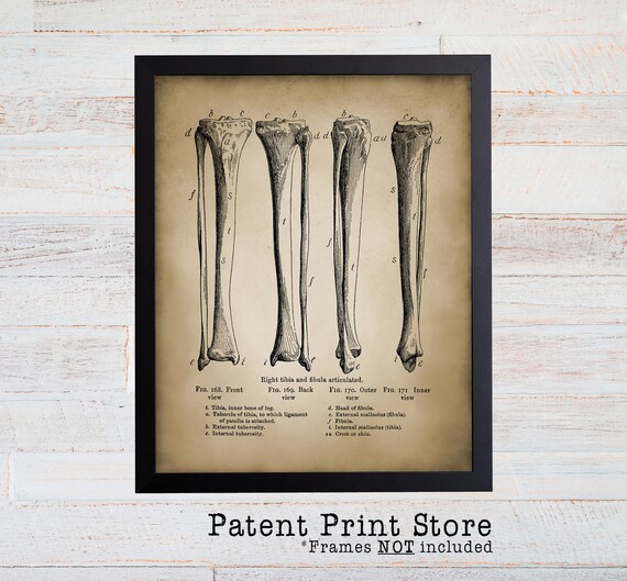 Vintage Human Bones Art Print. Antique Anatomy Wall Art. Human Anatomy Art Print. Leg Bones Poster. Medical Art. Orthopedic Surgeon Gift.