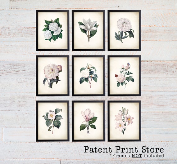 Vintage Redoute Botanical Art Prints. White Flower Prints. Botanical Prints. Flower Wall Art. Floral Art. Botanical Wall Art. Farmhouse. 288
