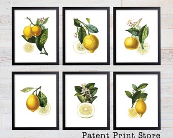 Lemon Botanical Art Prints. Lemon Prints. Flower Wall Art. Botanical Print. Kitchen Art Prints. Dining. Botanical Wall Art. Farmhouse. 223