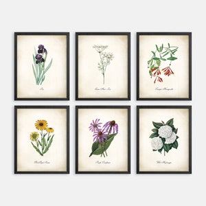 Tennessee Wildflower Botanical Art Prints. Botanical Print. Wildflower Print. Poster. Botanical Illustration. Botanical Art. Farmhouse Decor