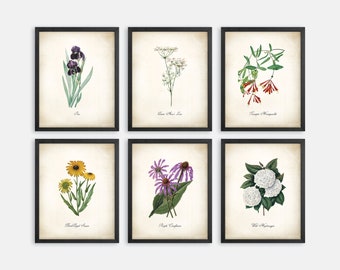 Tennessee Wildflower Botanical Art Prints. Botanical Print. Wildflower Print. Poster. Botanical Illustration. Botanical Art. Farmhouse Decor