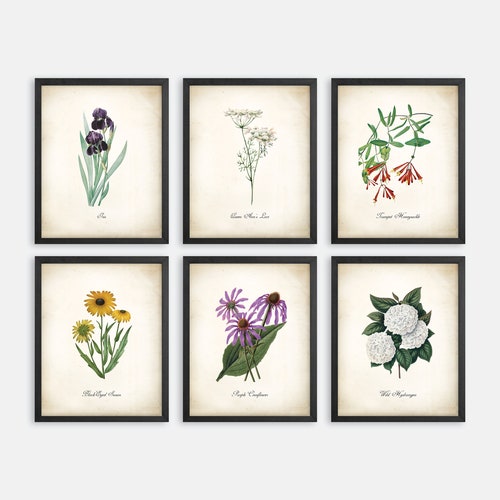 Texas Wildflower Botanical Art Prints. Botanical Print. - Etsy